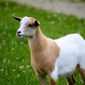 Day 1 of Clomid: The Furious Fainting Goat of Infertility